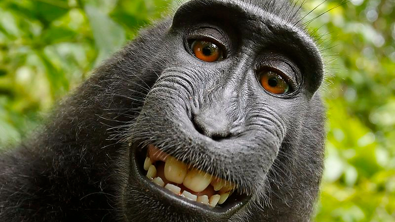 propriété intellectuelle - Emil Cioran était un thug - photo prise par un singe